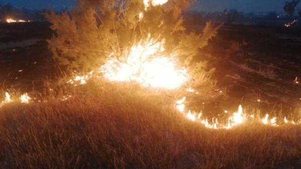 یک مزرعه گندم در فسا طعمه حریق شد