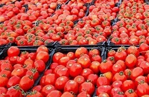 قیمت عجیب گوجه فرنگی قیمت عجیب گوجه فرنگی