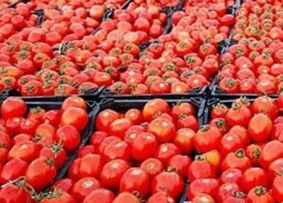 قیمت عجیب گوجه فرنگی