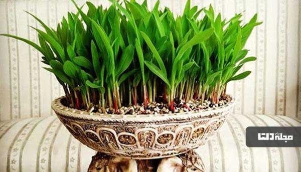 این سبزه زیبا را برای عید نوروز بکارید!