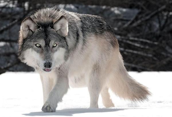 گرگ هایی که خودی می کشند