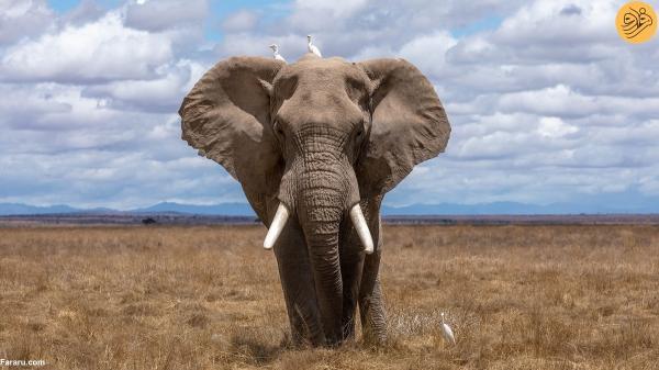 در این تصویر فیل را در کمتر از 6 ثانیه پیدا کنید!