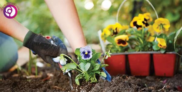 توی هر فصل چه گلی بکاریم؟