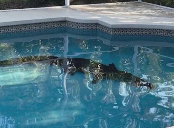 شنای تمساح 3، 5 متری در استخر خانه ای در فلوریدا